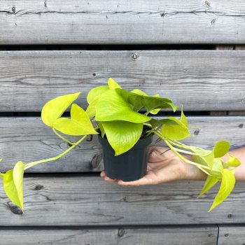 Epipremnum (Potosovec) ´NEON´ - kont. C1L, výška 20-35 cm, ⌀ 15 cm